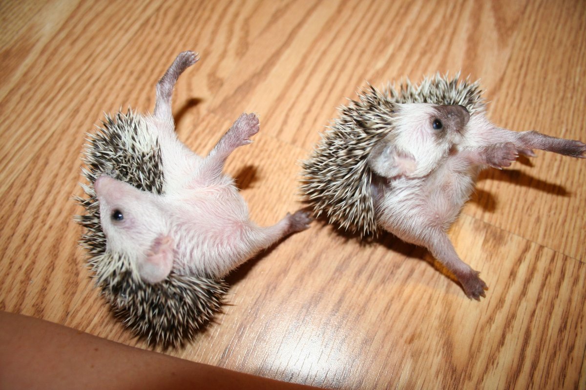 Два маленьких ежика