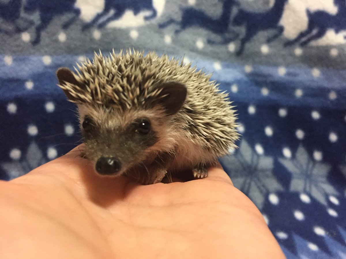 БЕЗЫГЛЫЙ еж