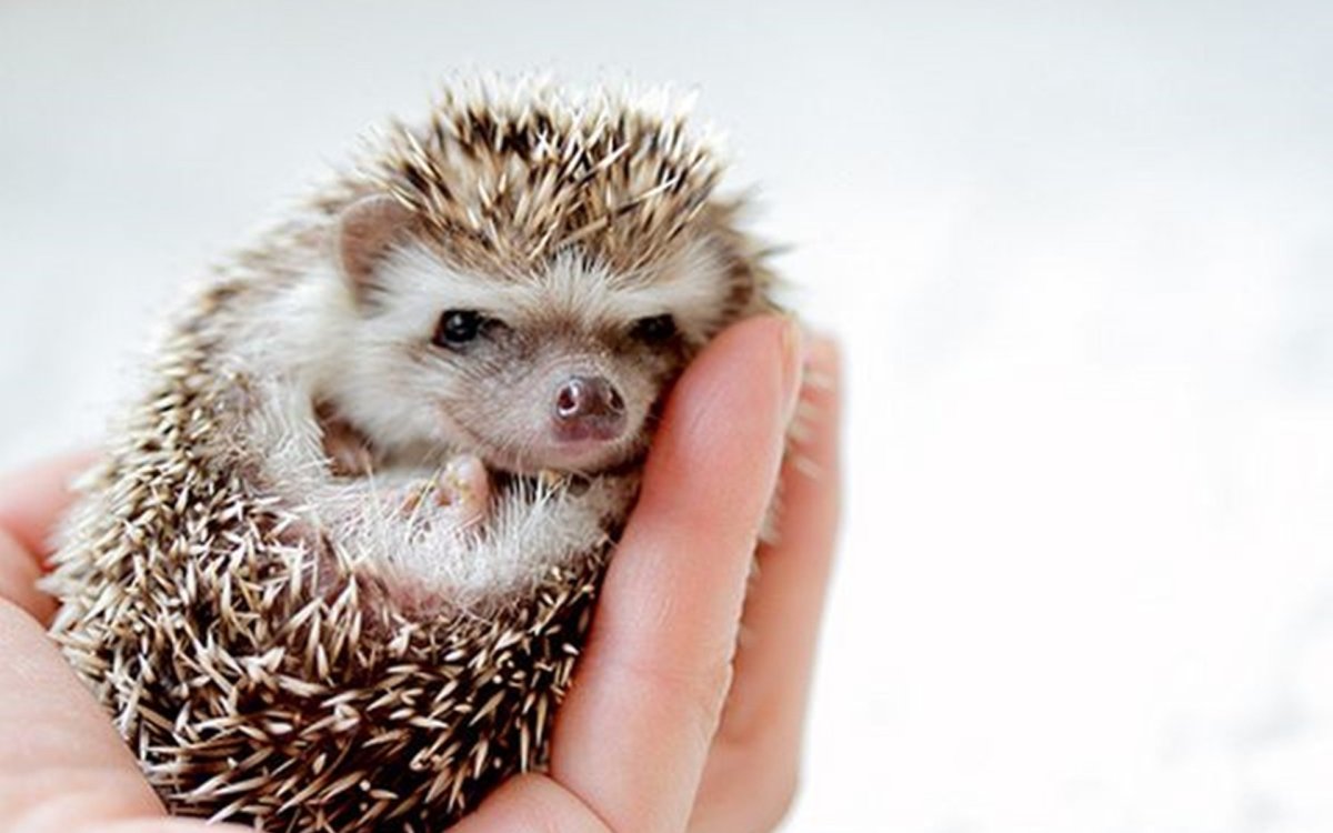 Няшные ежики