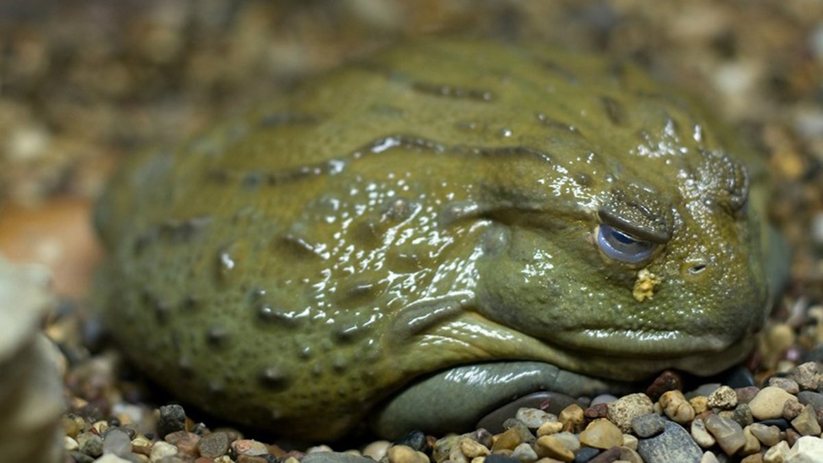 Лягушка бык водонос