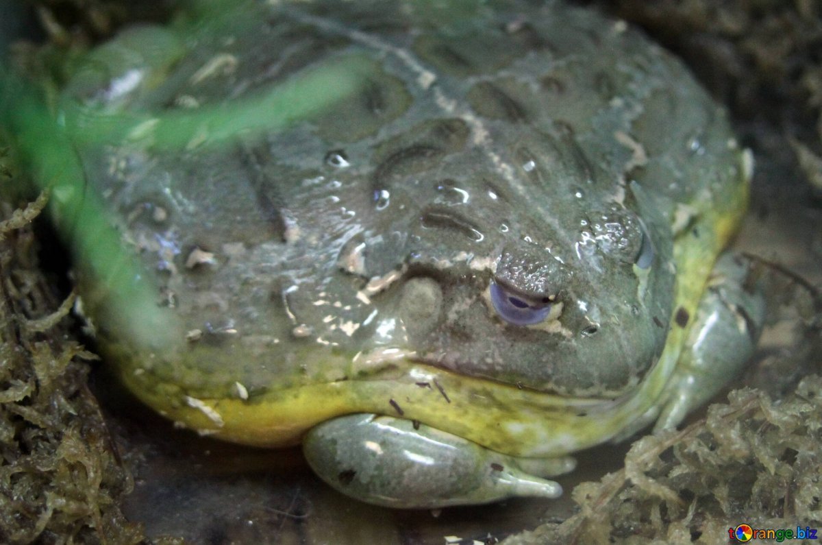 Индокитайская роющая лягушка
