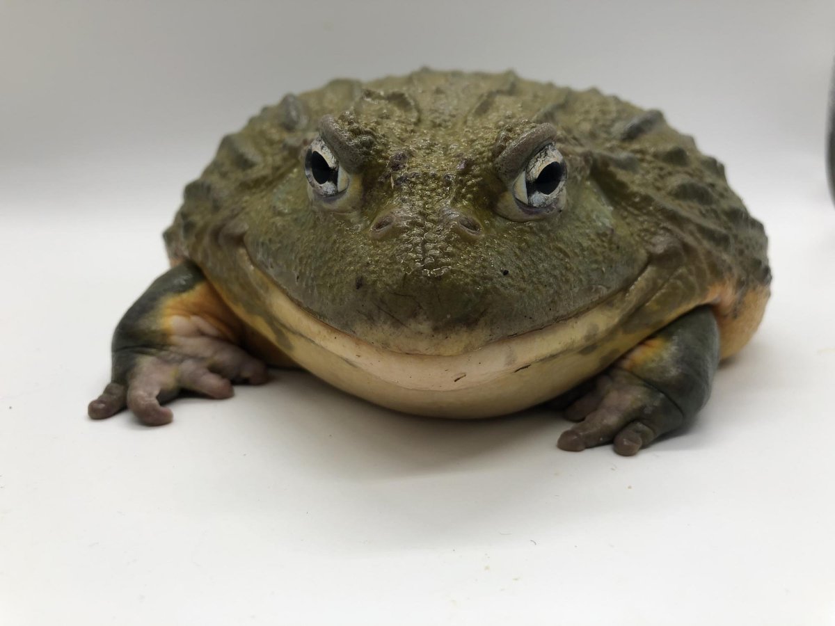 Лягушка водонос (роющая лягушка)