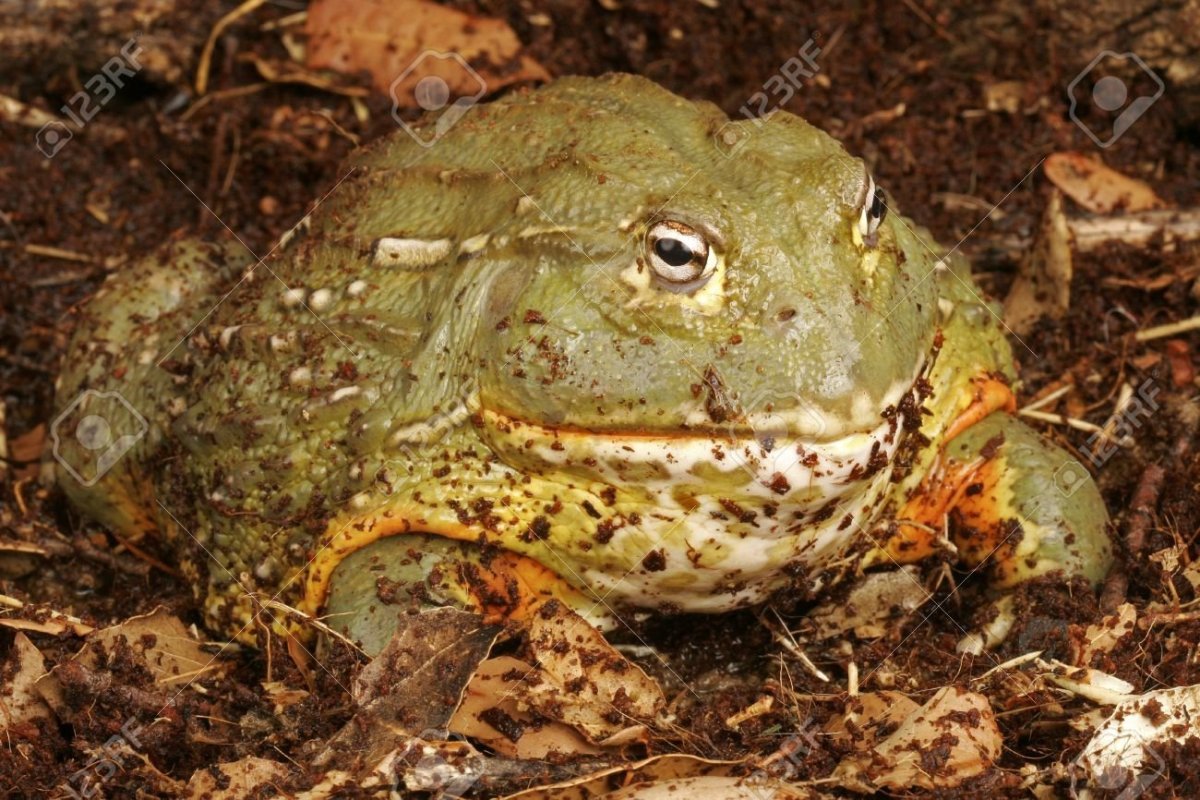 Адопми лягушка бык