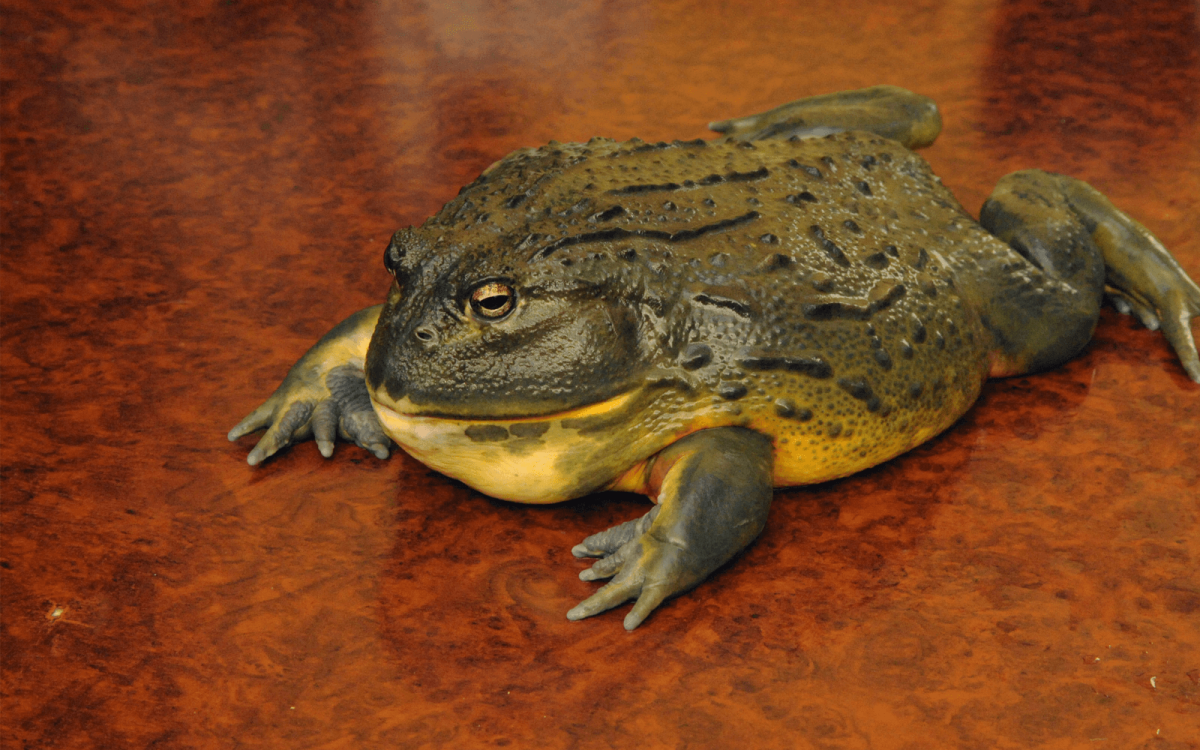 Североамериканская лягушка-бык