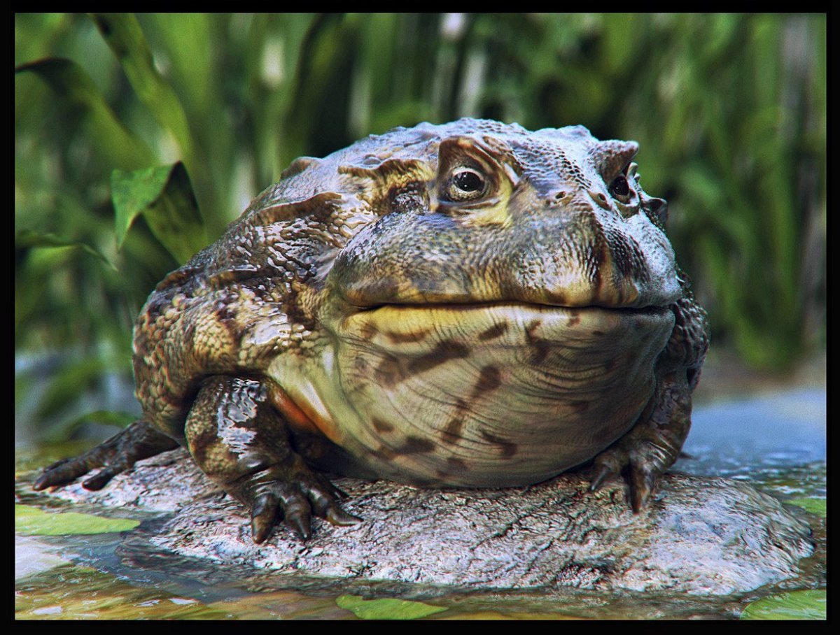 Африканская лягушка Голиаф