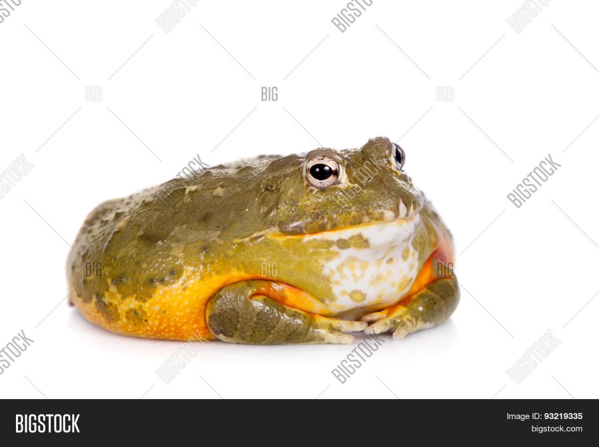 Североамериканская лягушка-бык