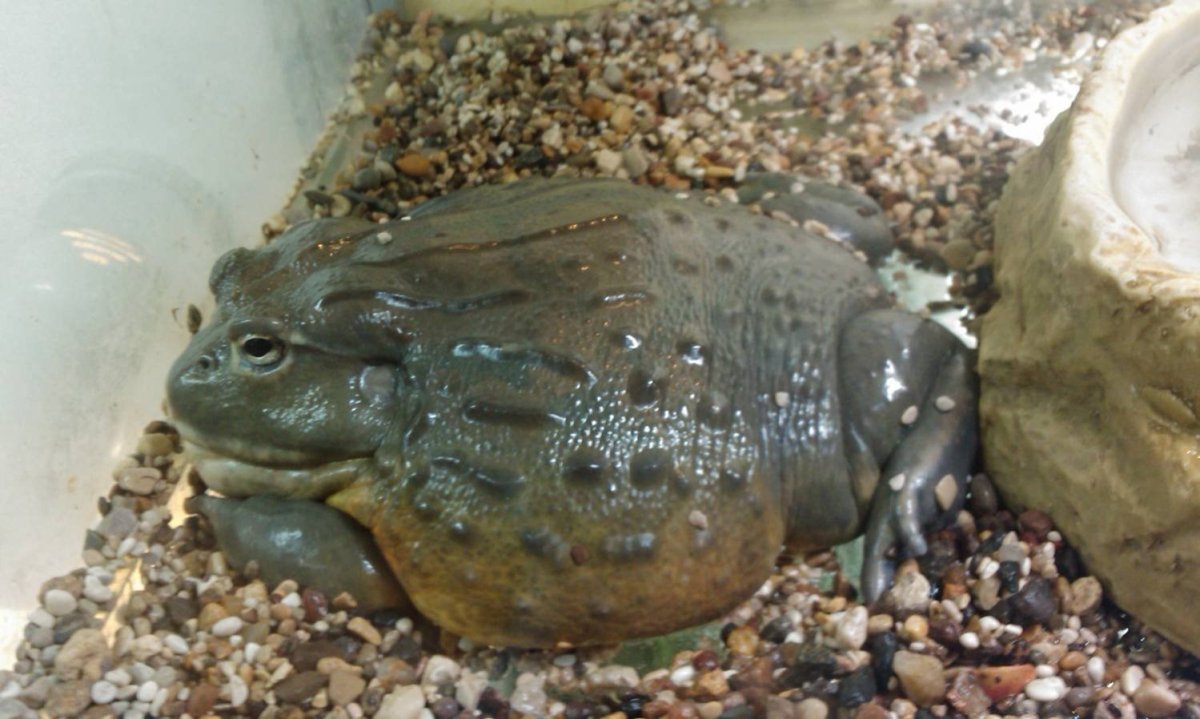 Лягушка водонос (роющая лягушка)