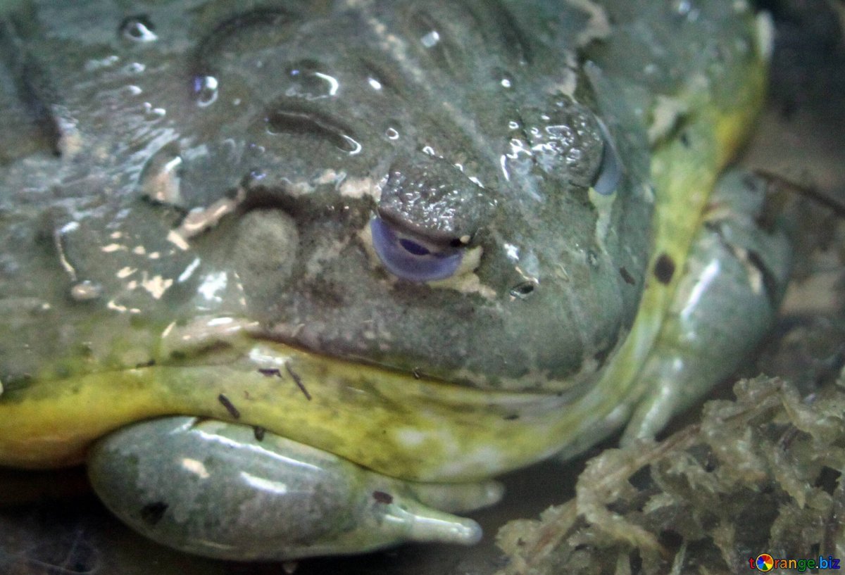 Лягушка бык гигантская Техас