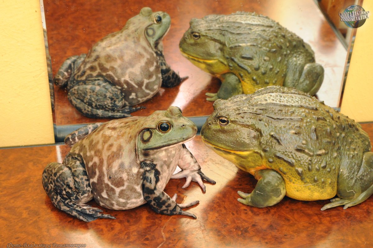 Африканский водонос лягушка