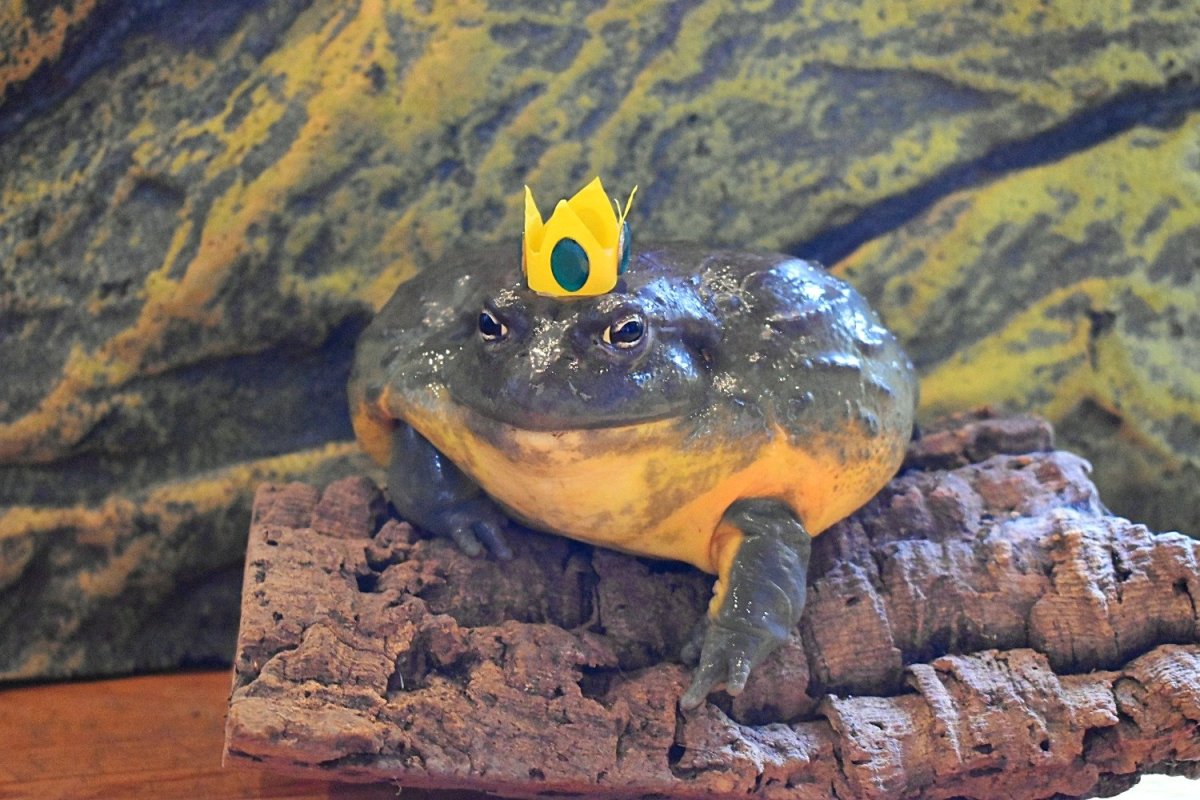 Охота земноводных