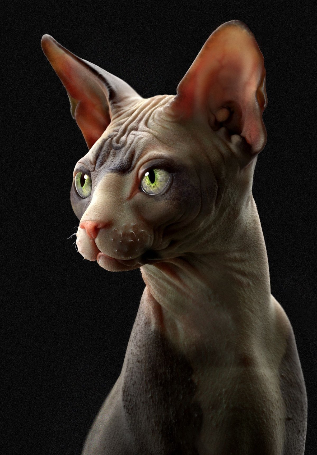 Египетский сфинкс кот