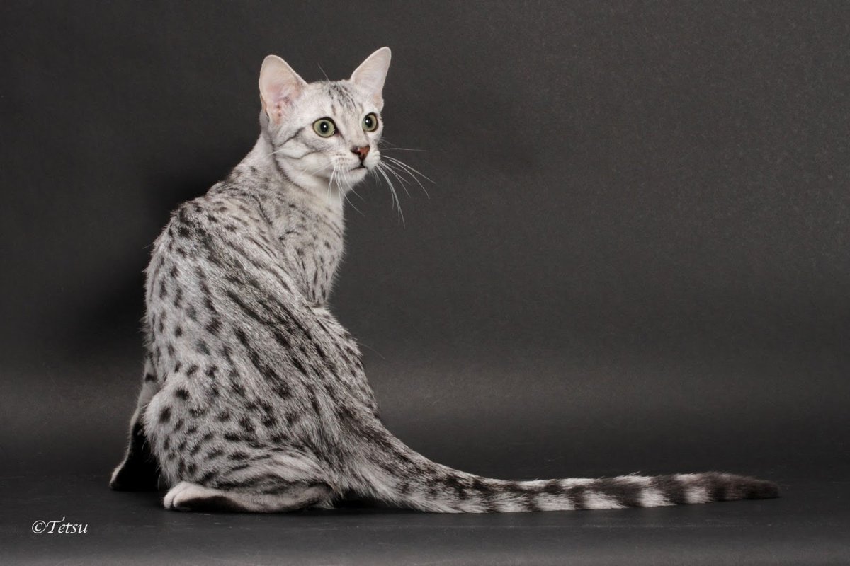 Египетская МАУ окрас табби