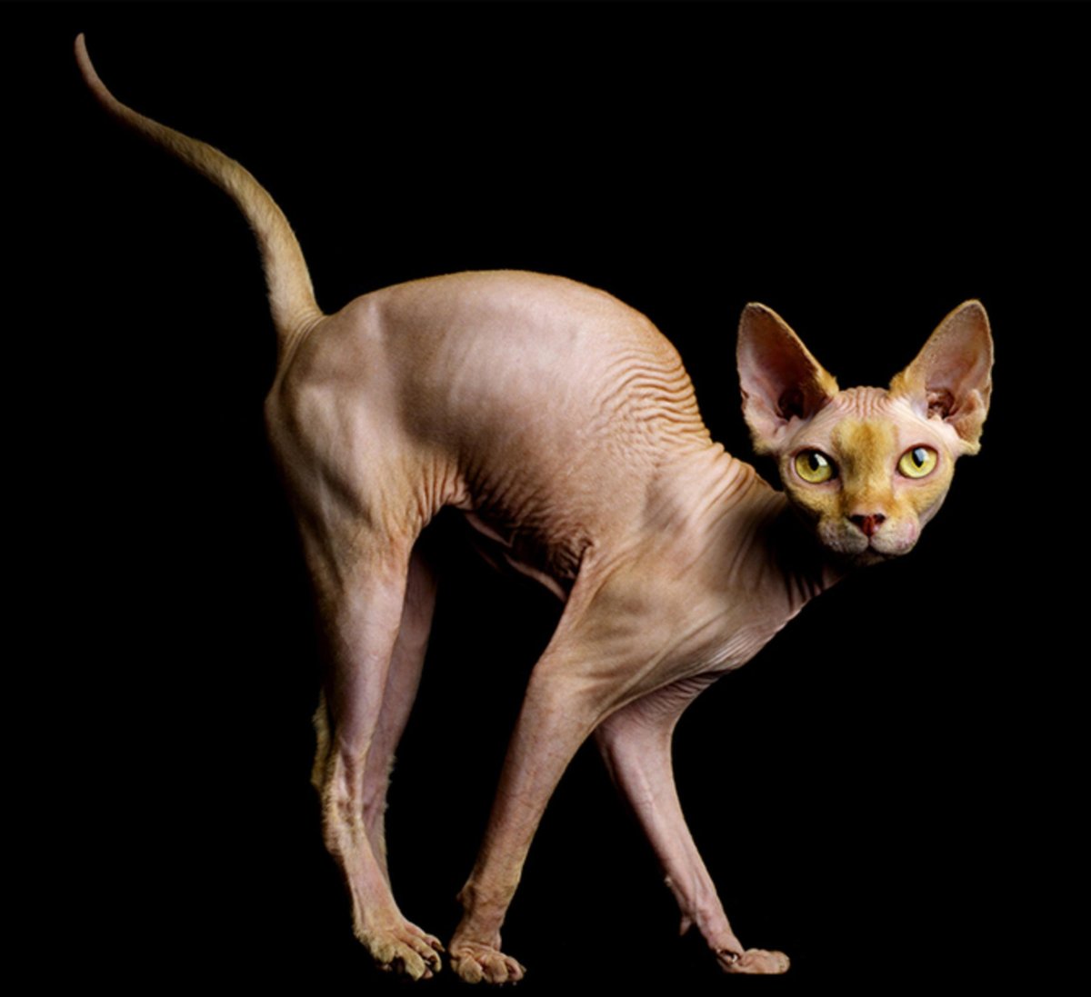 Канадский сфинкс