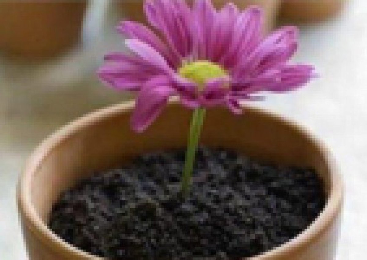 Цветок в горшке с землей