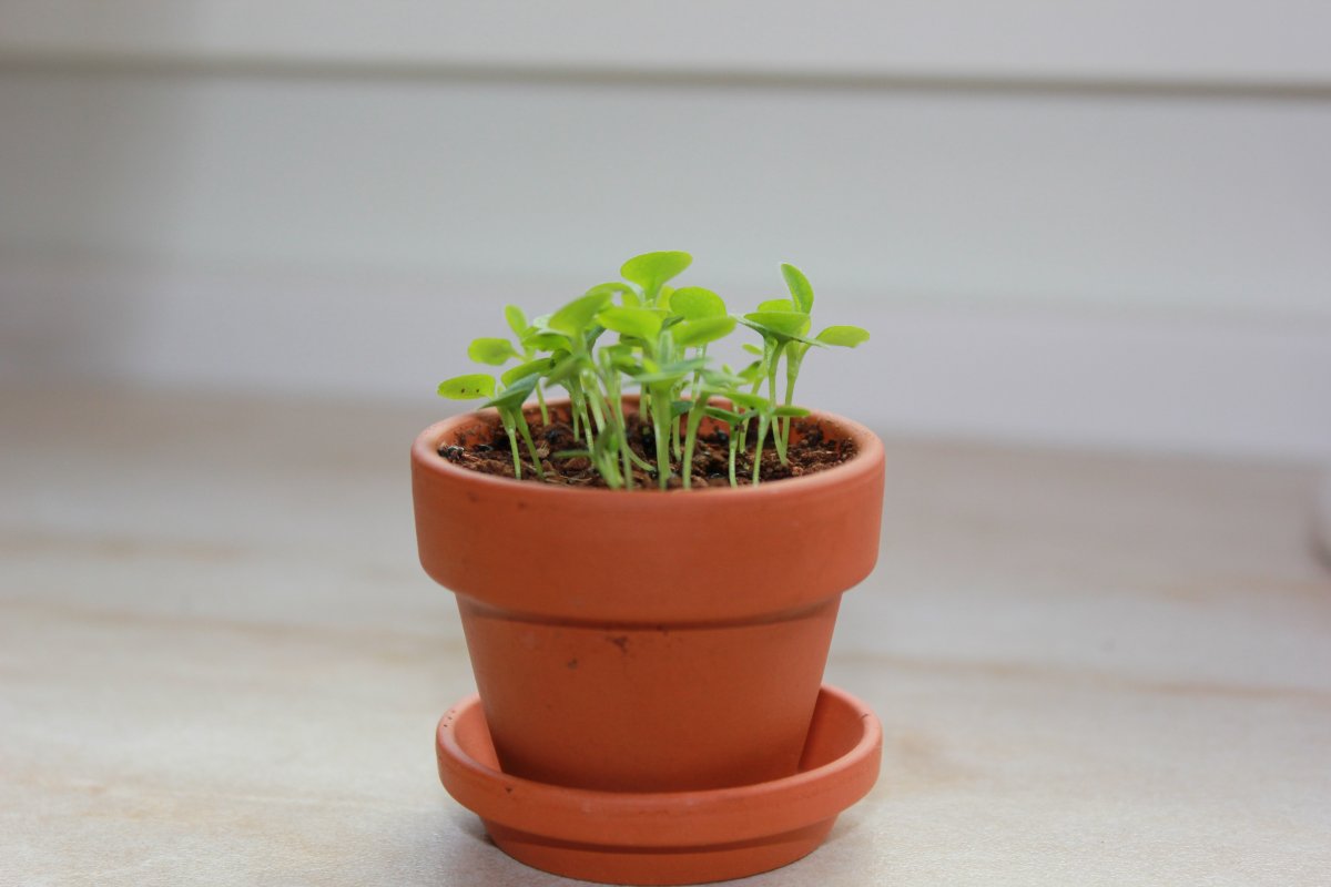 Росток цветка в горшке