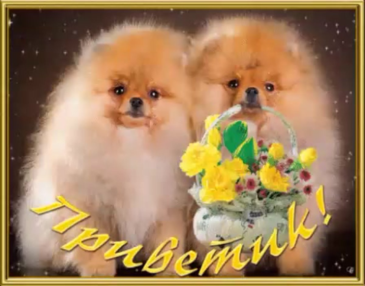 Померанский шпиц jiffpom