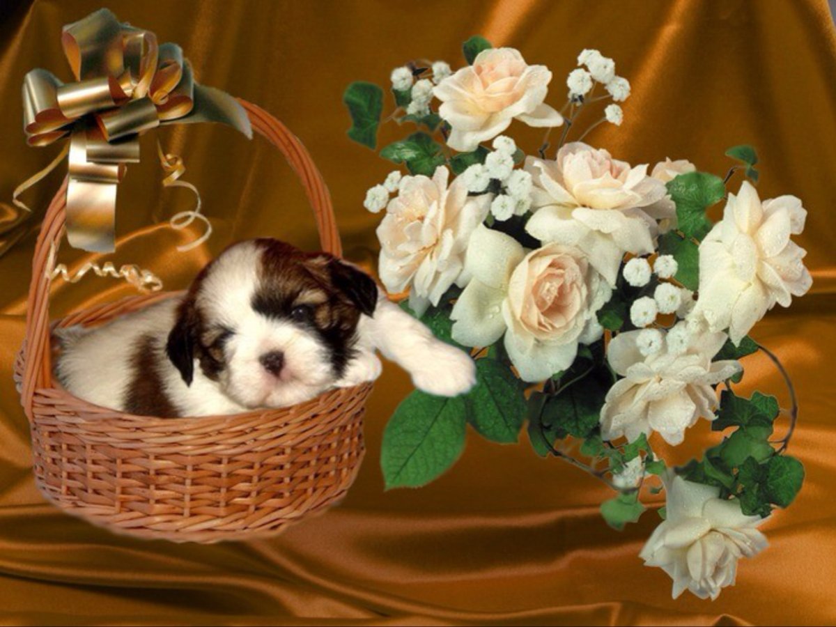 Добрый вечер собачки