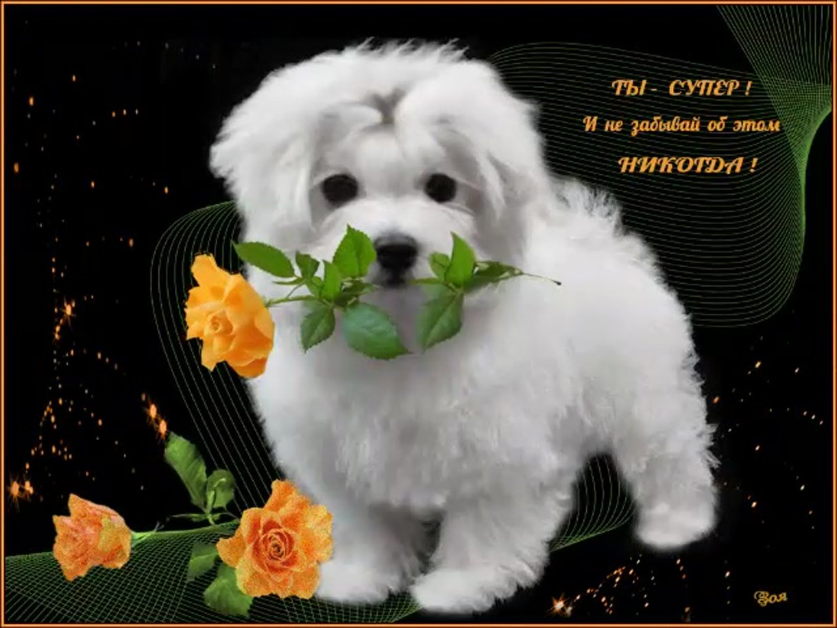 Обои с собаками