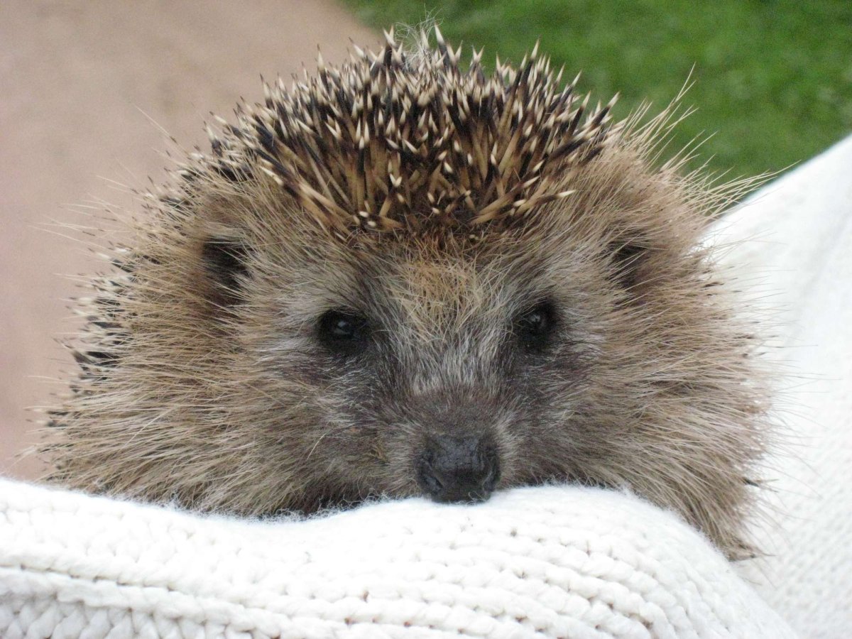 Ежик улыбается