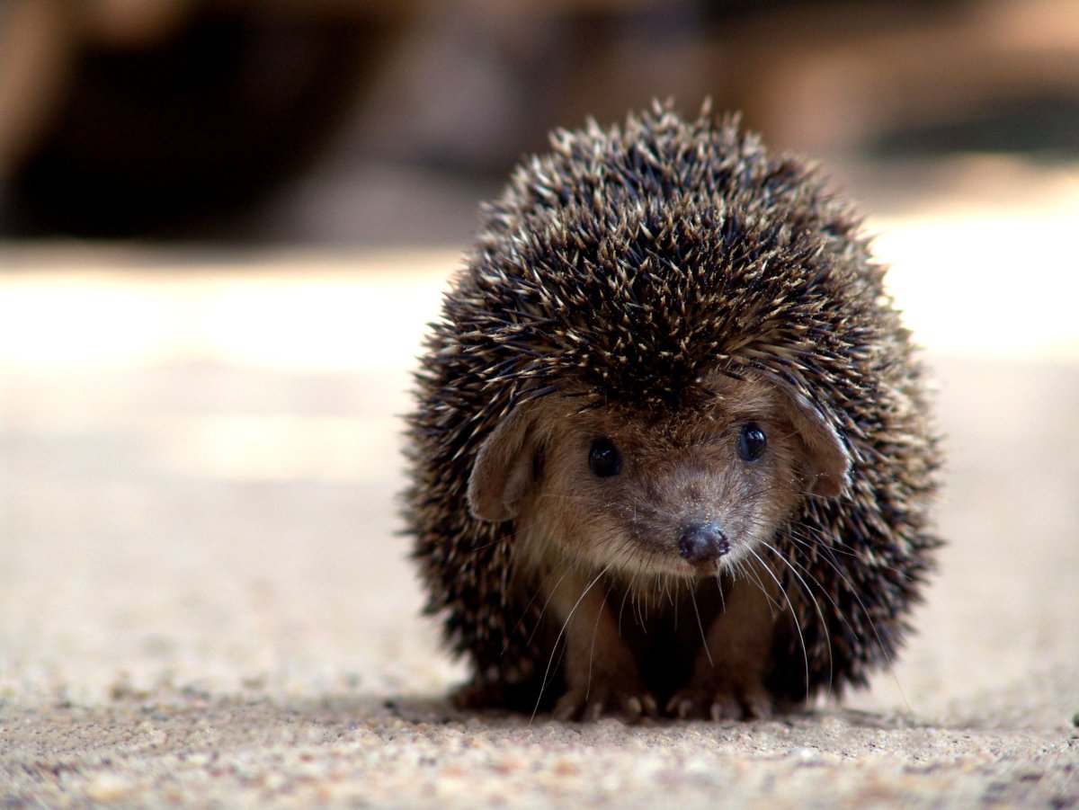 Колючий еж