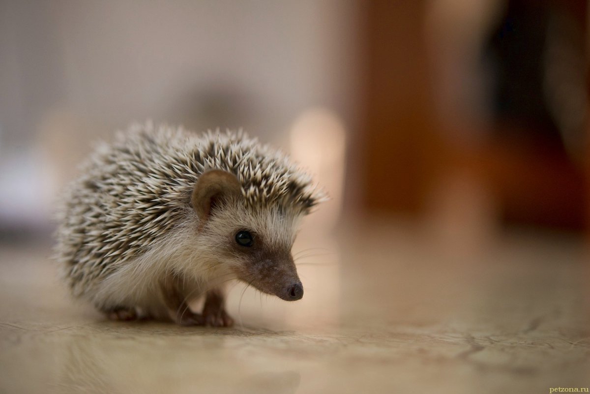 Грустный Ежик