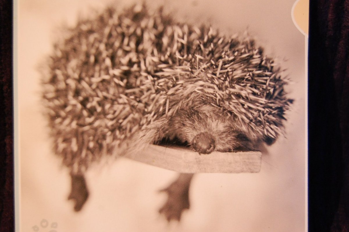 Уставший Ежик