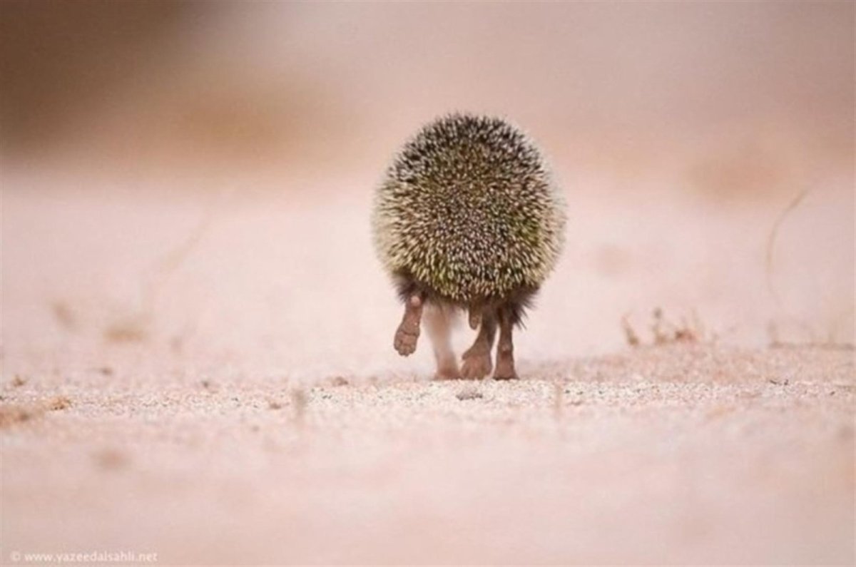 Обиженный Ежик