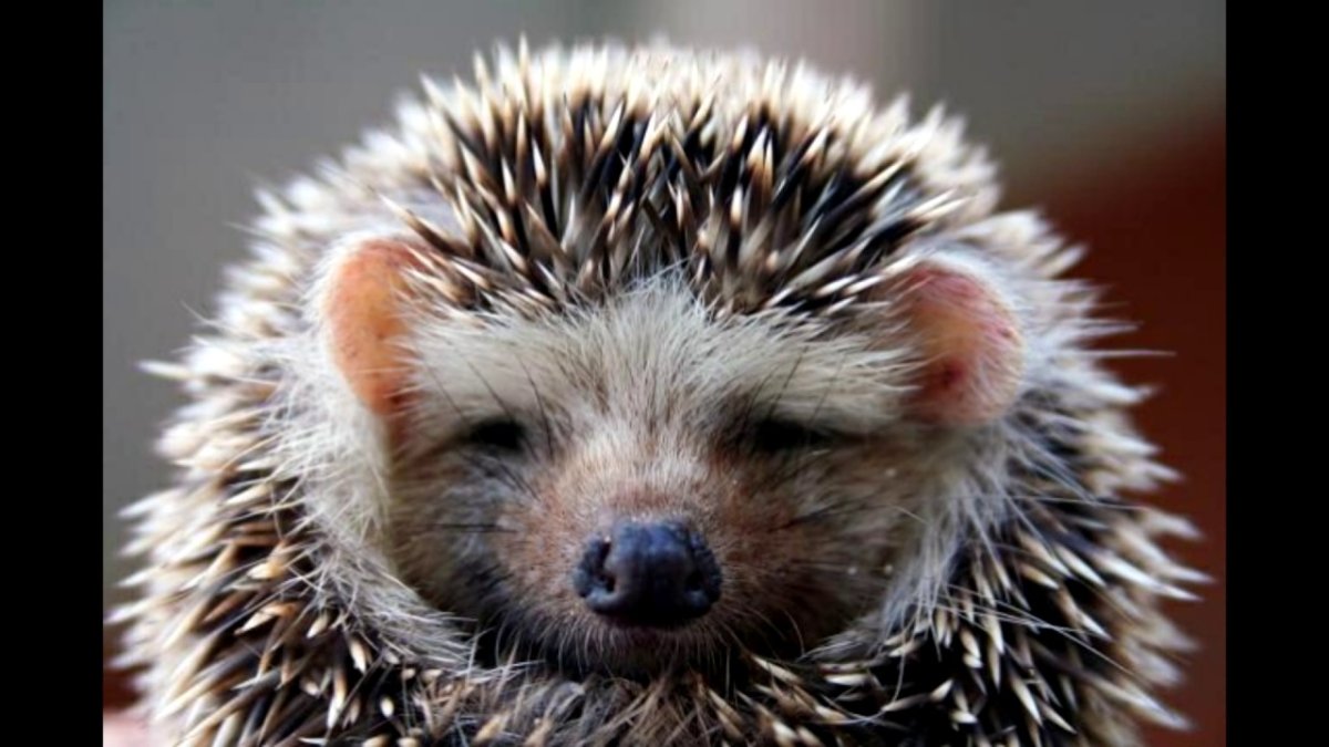 Ежик Ежикович