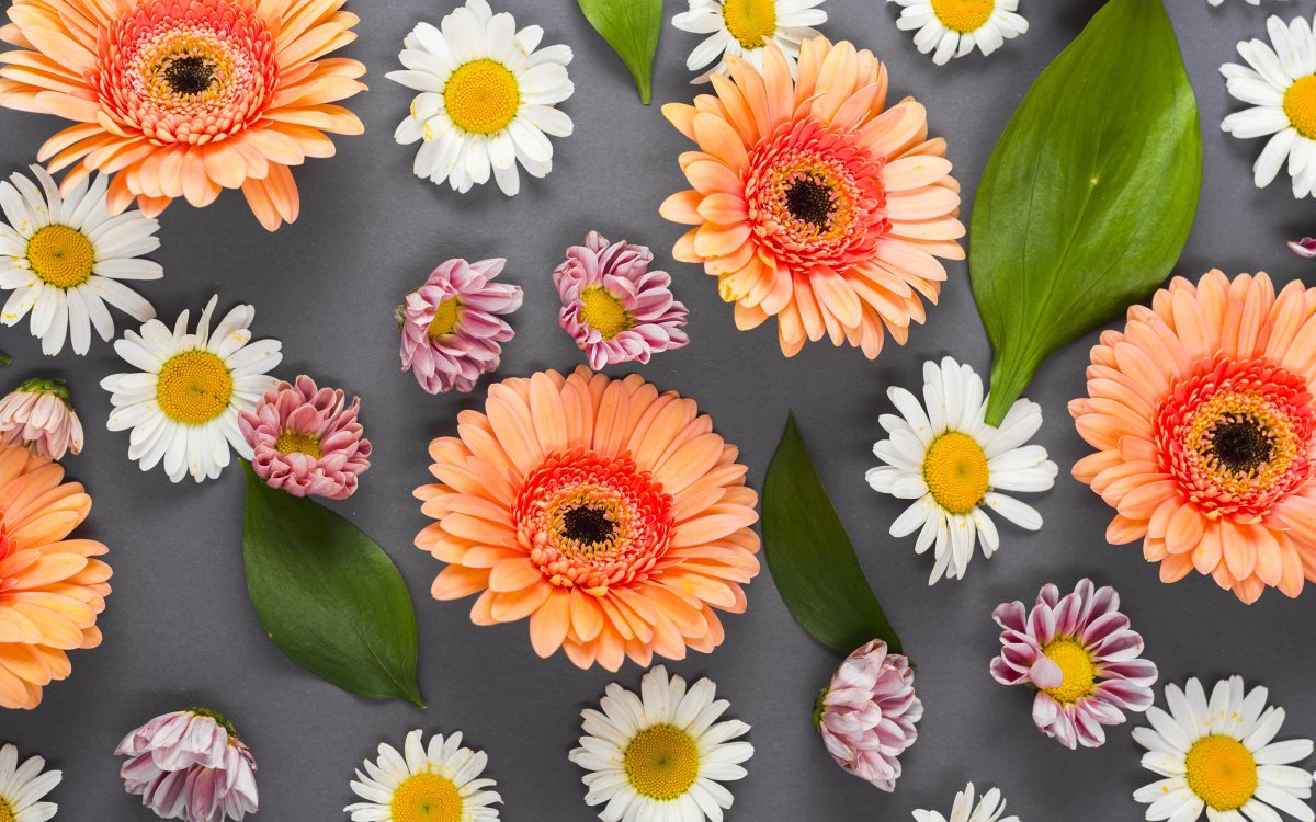 Яркие герберы