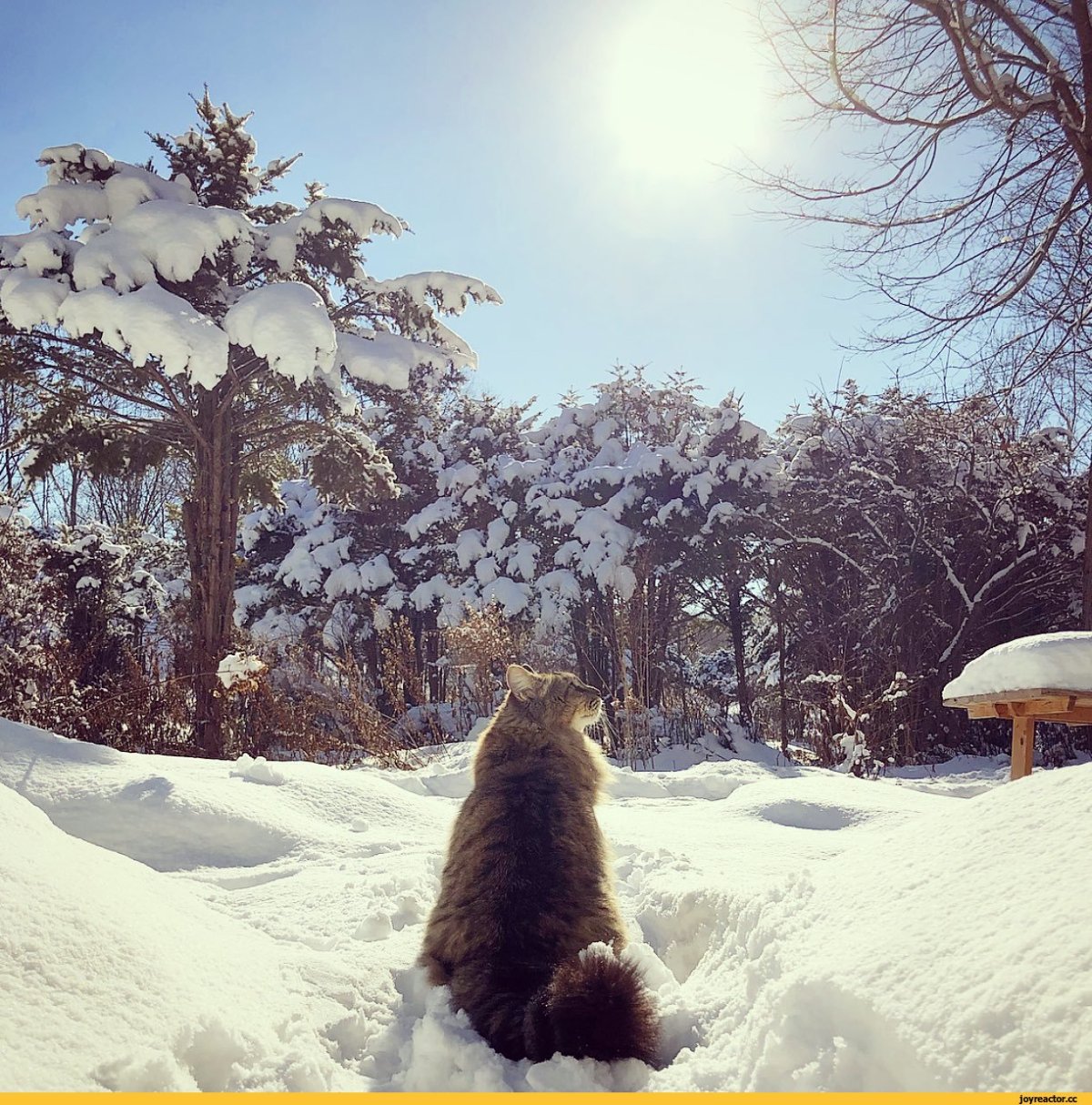 Котик в морозный день