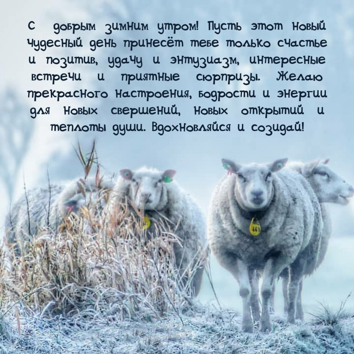 Доброе утро зима