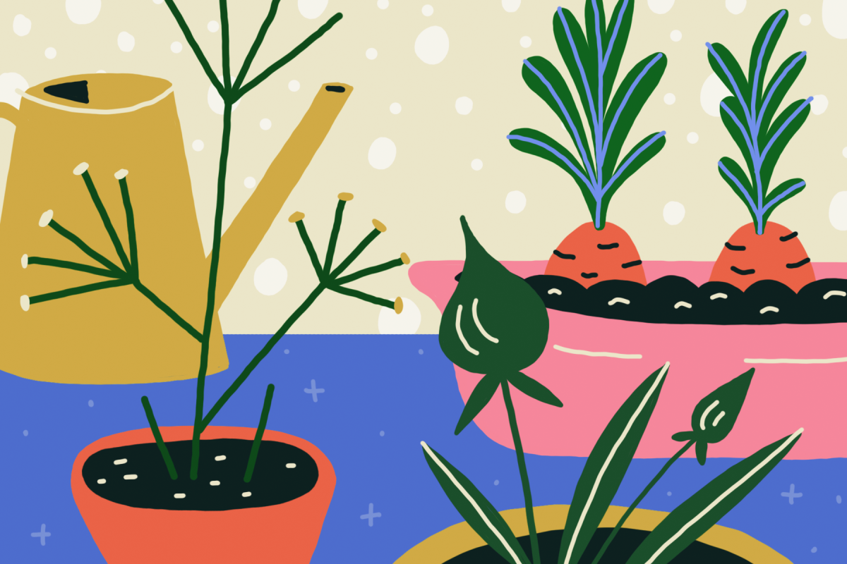 Огород на окне рисунок