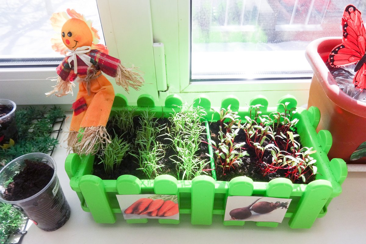 Огород на подоконнике в детском