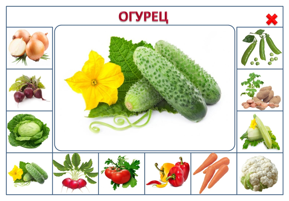 Карточки. Овощи
