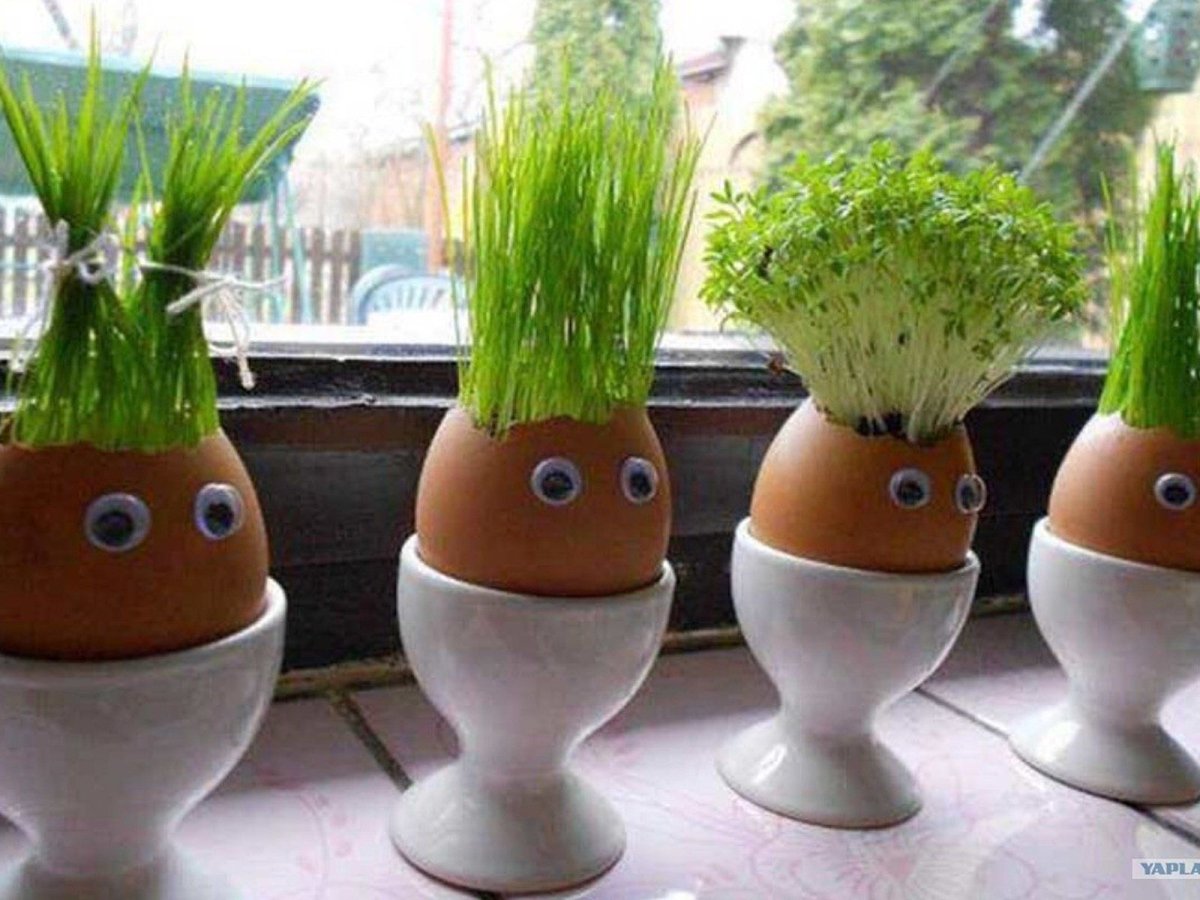 Рассада в яичной скорлупе