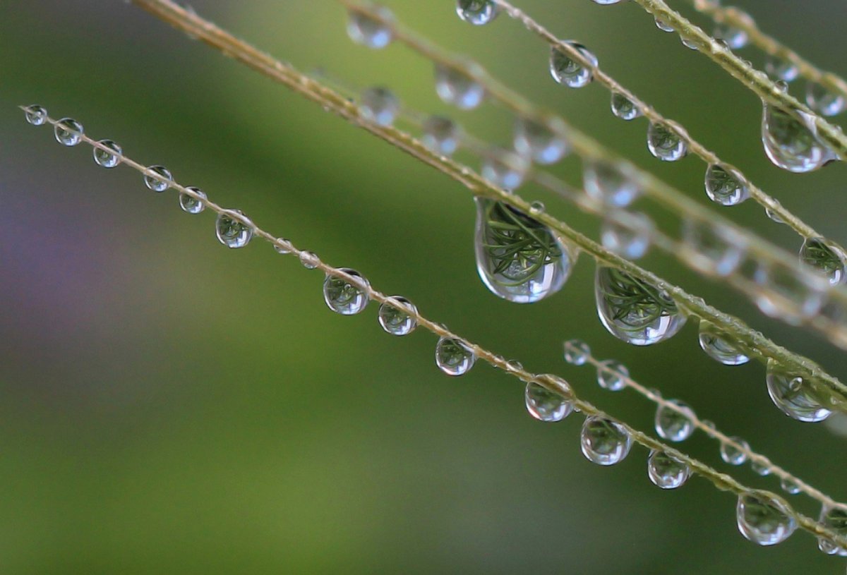 Капельки дождинки