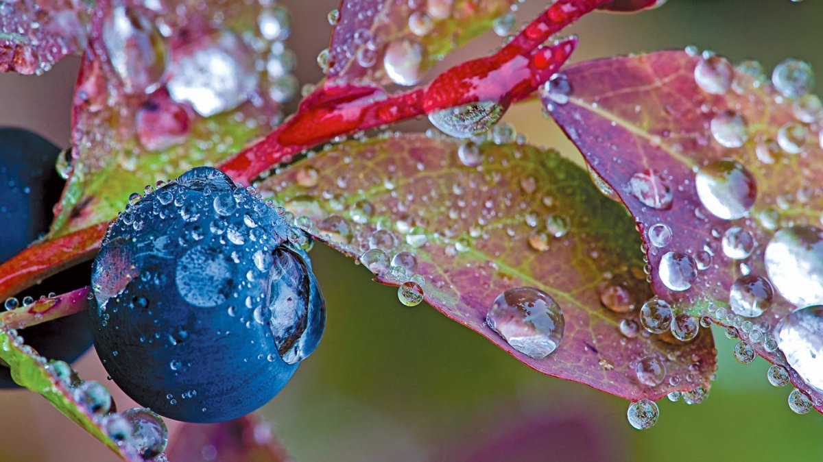 Ягоды макро