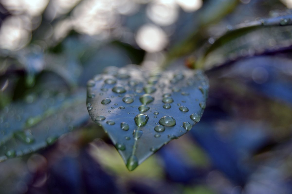 Листья с капельками дождя