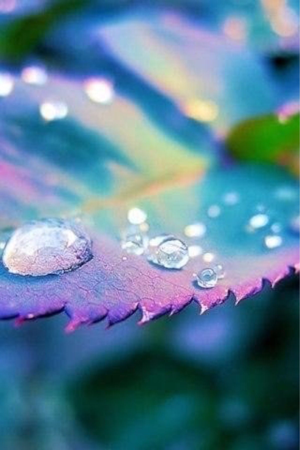 Капельки росы на цветах