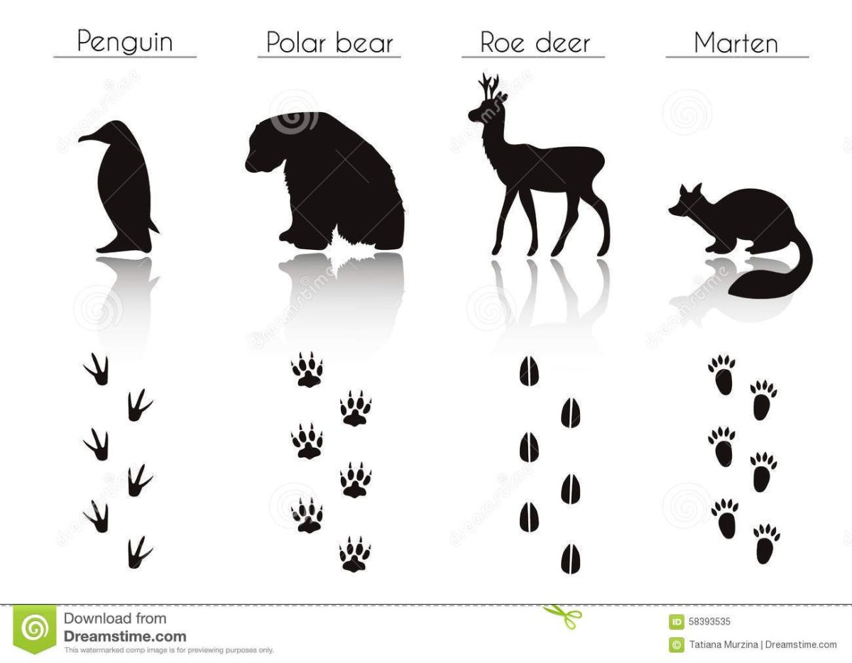 Следы животных Полярных