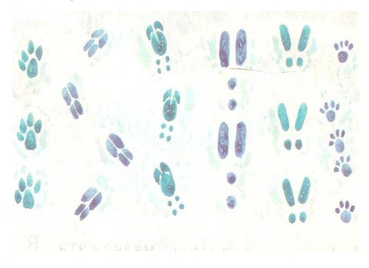 Следы животных заяц
