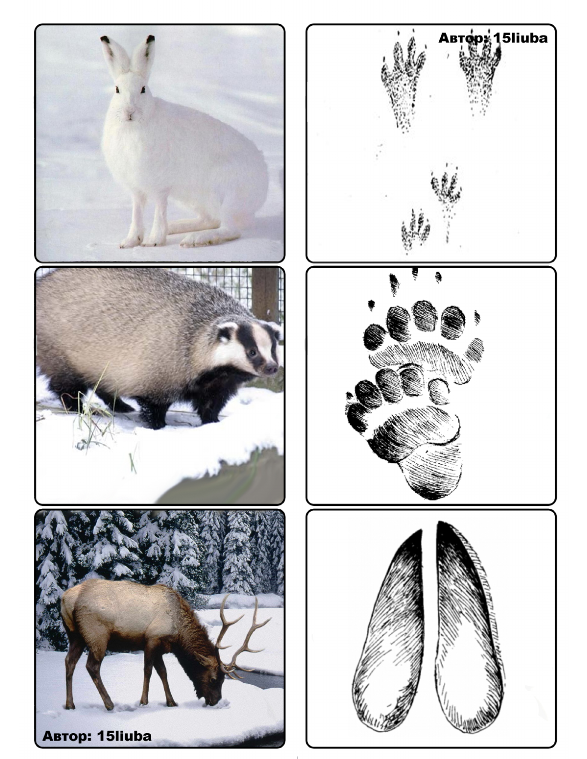 Следы лесных животных