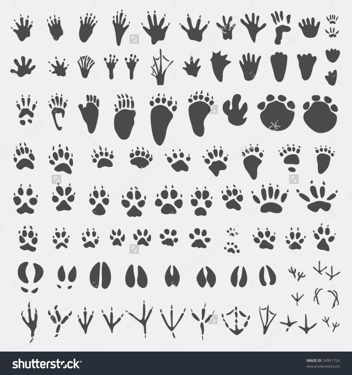 Следы животных для охотников