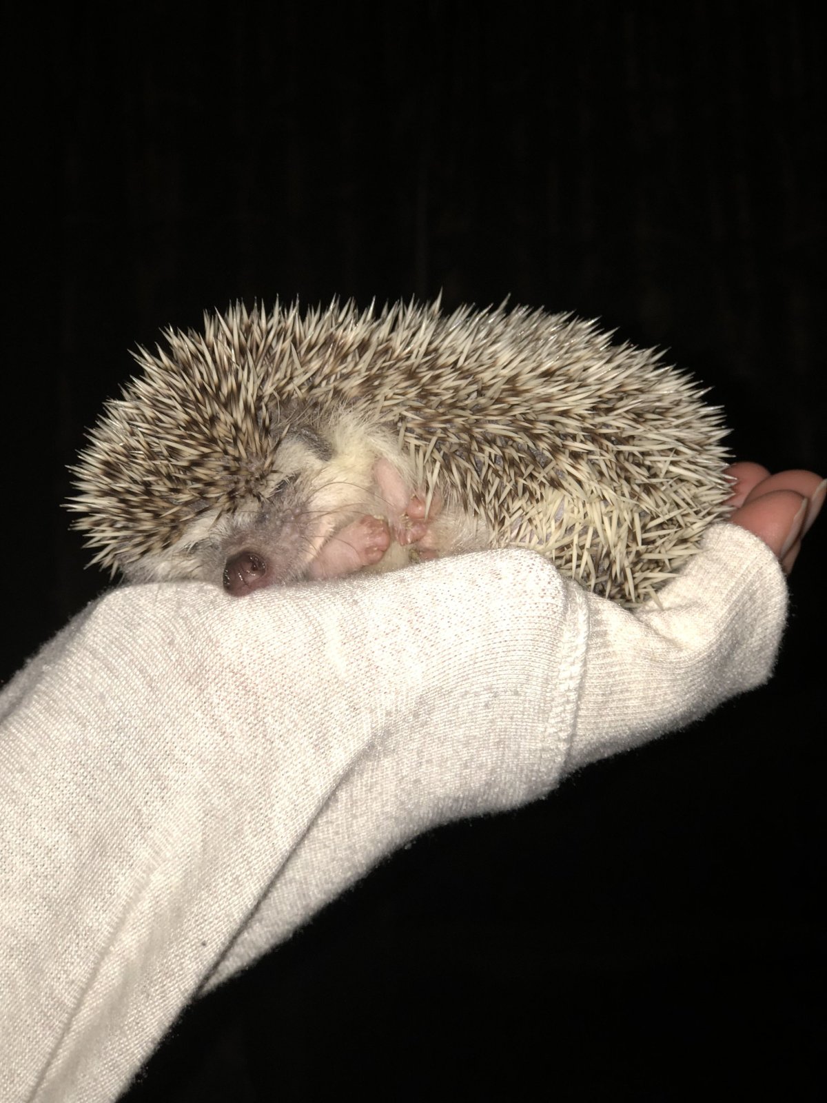 Доброй ночи Ежик