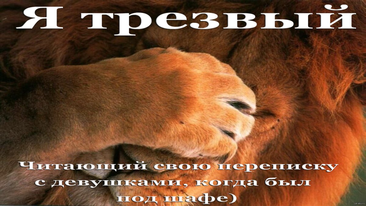 Картинки со львом с надписями