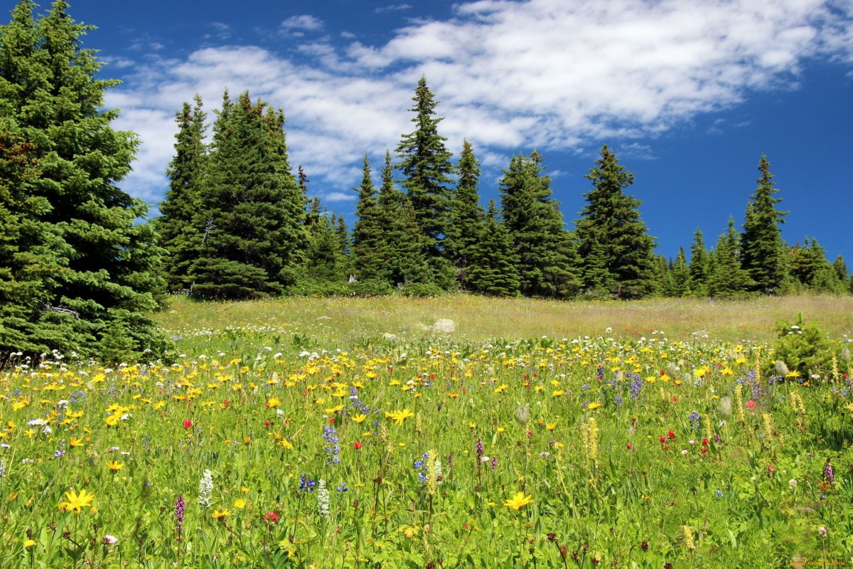 Фотообои тропинка в лесу