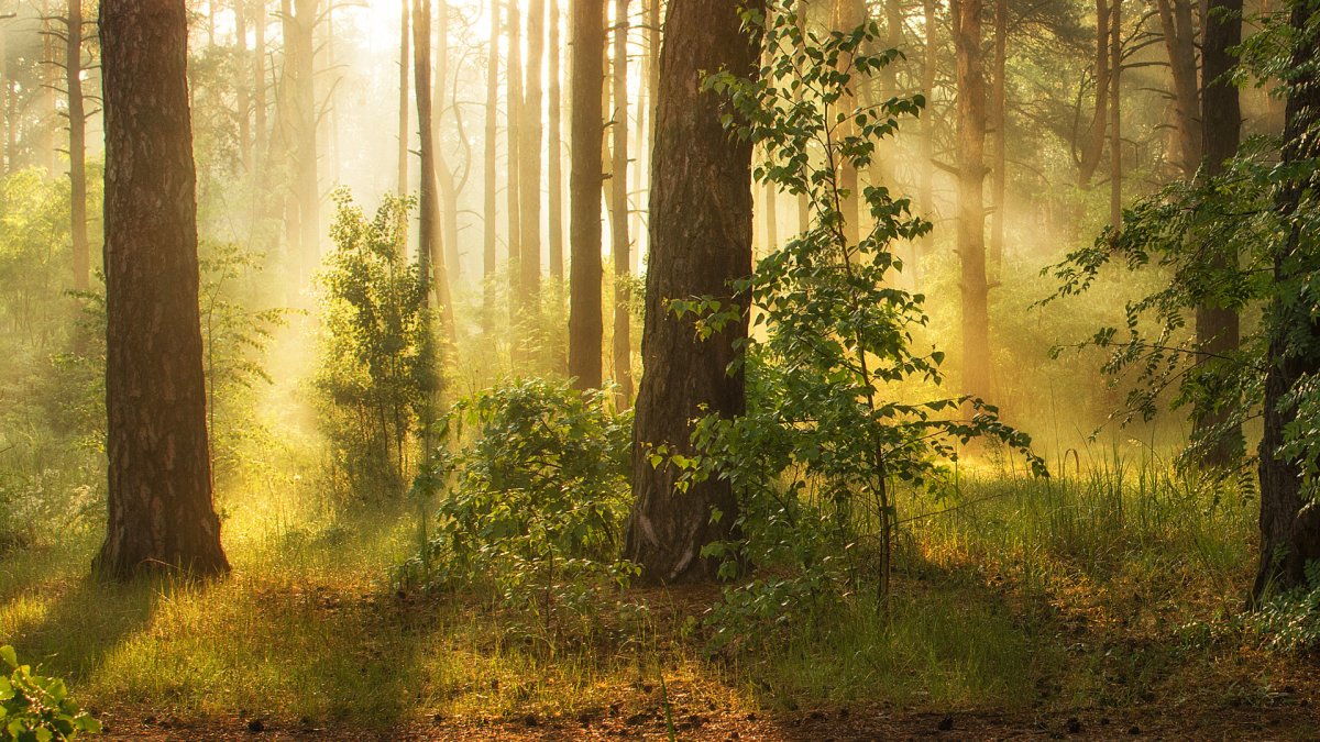 Художник Сержпинский Сергей