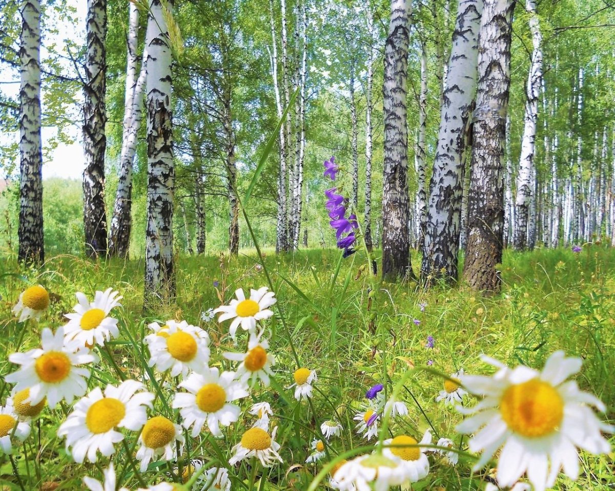 Алмазная живопись "Березовая роща" 55х40см