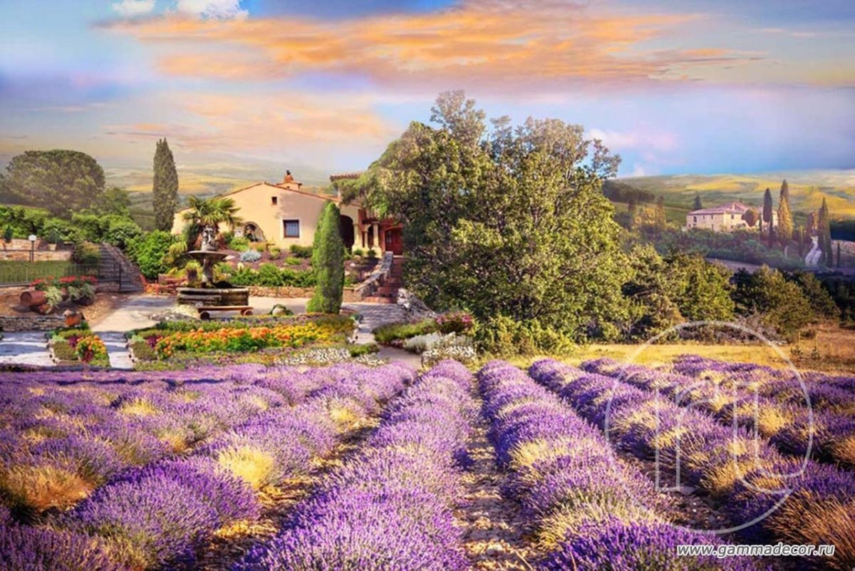 Лавандовые поля в Италии