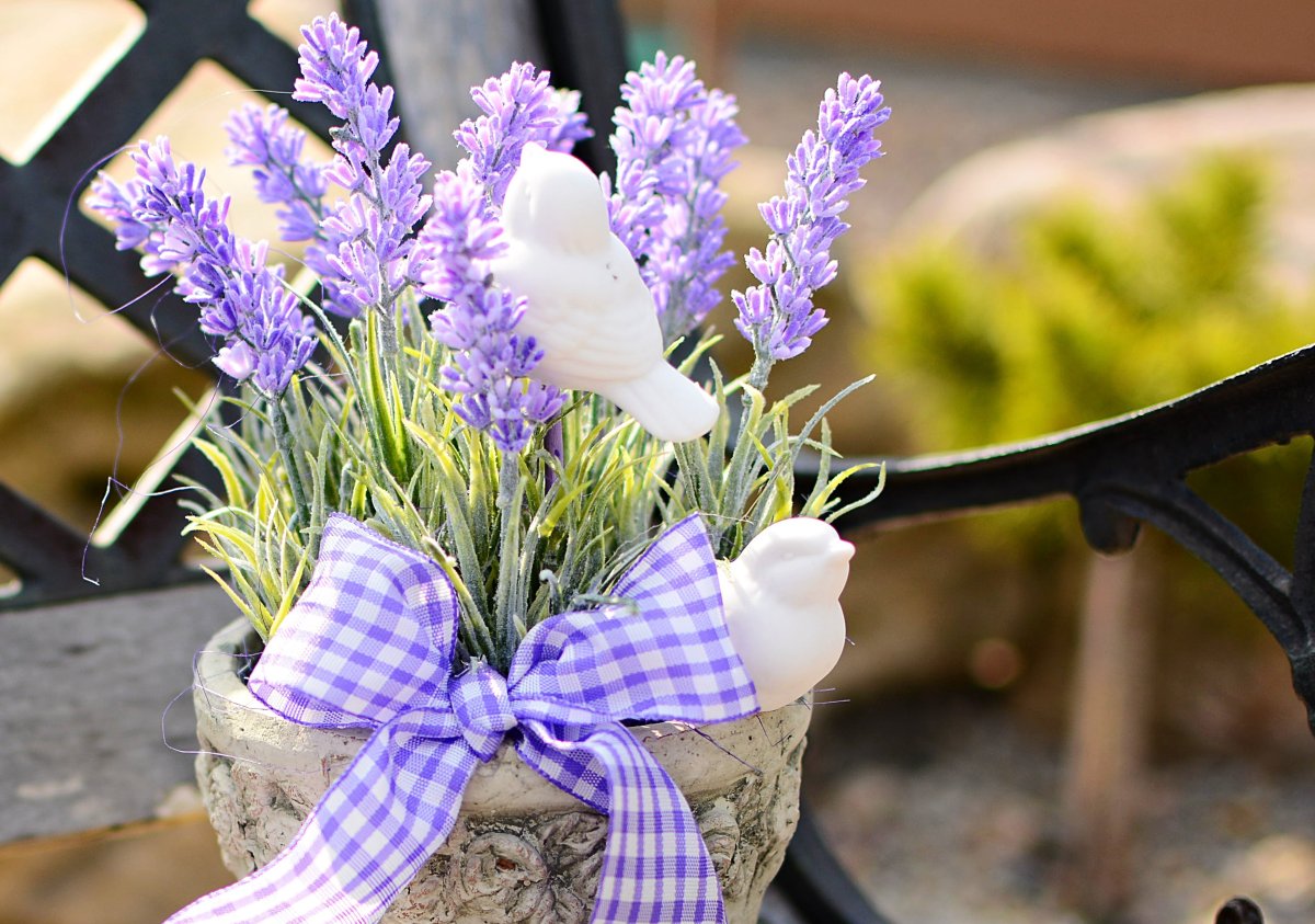 Цветы Прованс Лаванда